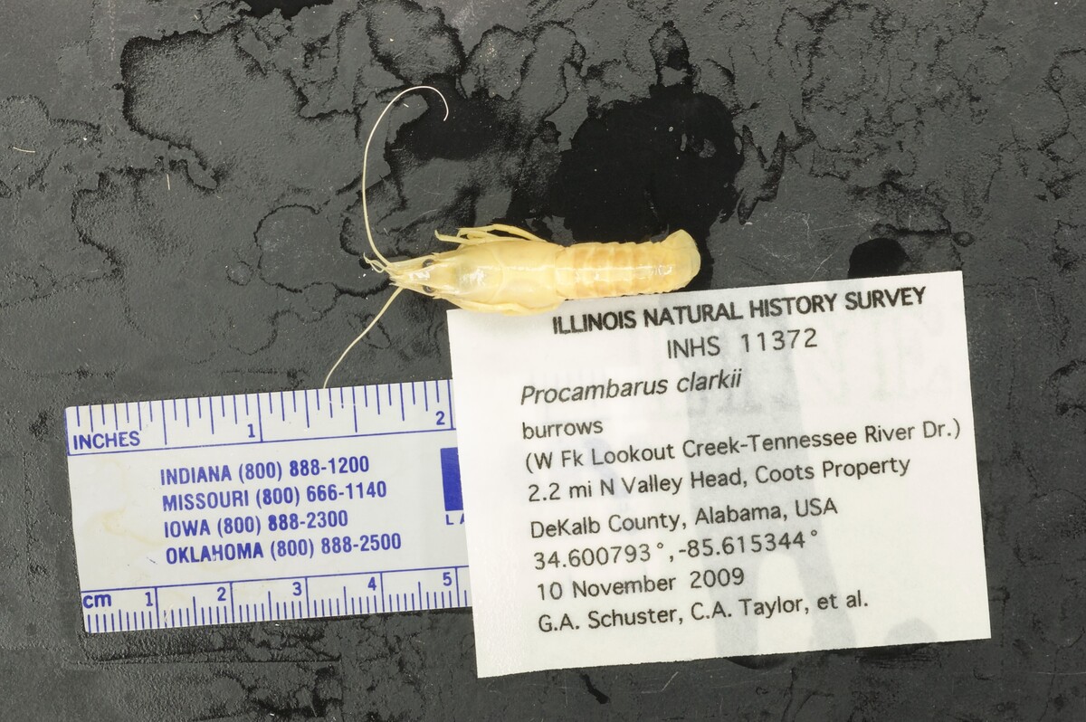 Procambarus (Scapulicambarus) image